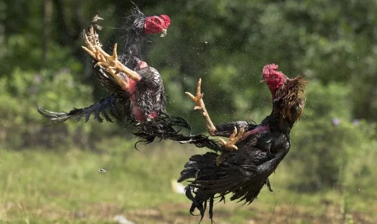 Thống Lĩnh Sới Gà GA28 Tại Xoso66 Với Chiến Thuật Đỉnh Cao 1 Đá Gà GA28 tại Xoso66