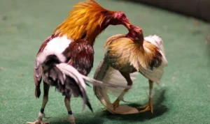 Đá Gà WS168 Xoso66