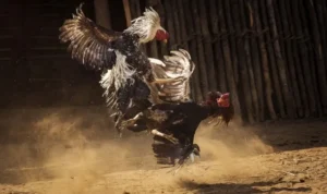 Đá Gà Sabong Xoso66