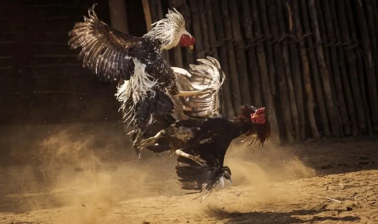 Bậc Thầy Đá Gà Sabong Xoso66 Nắm Trọn Mẹo Cược Bất Bại 1 Đá Gà Sabong Xoso66